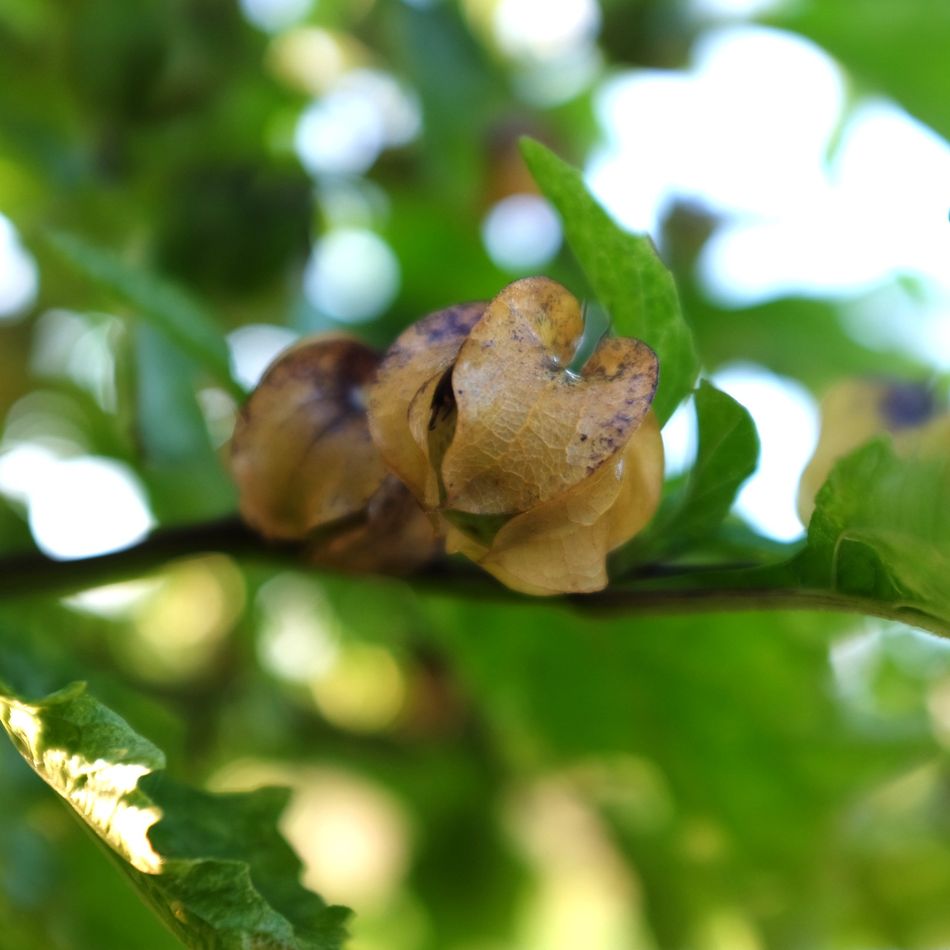 la-bo-te-graines-graines-fleurs-nicandra-variegata-bio-panach image 3