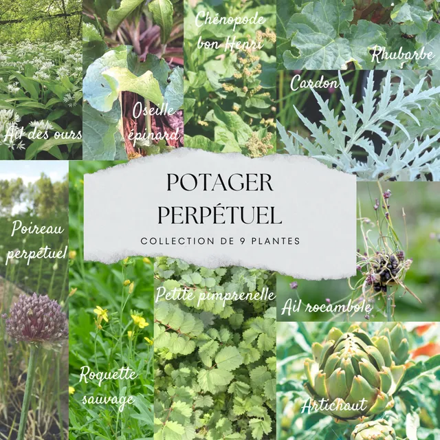 ferme-de-sainte-marthe-collection-9-plants-l-gumes-perp-tuels image 1