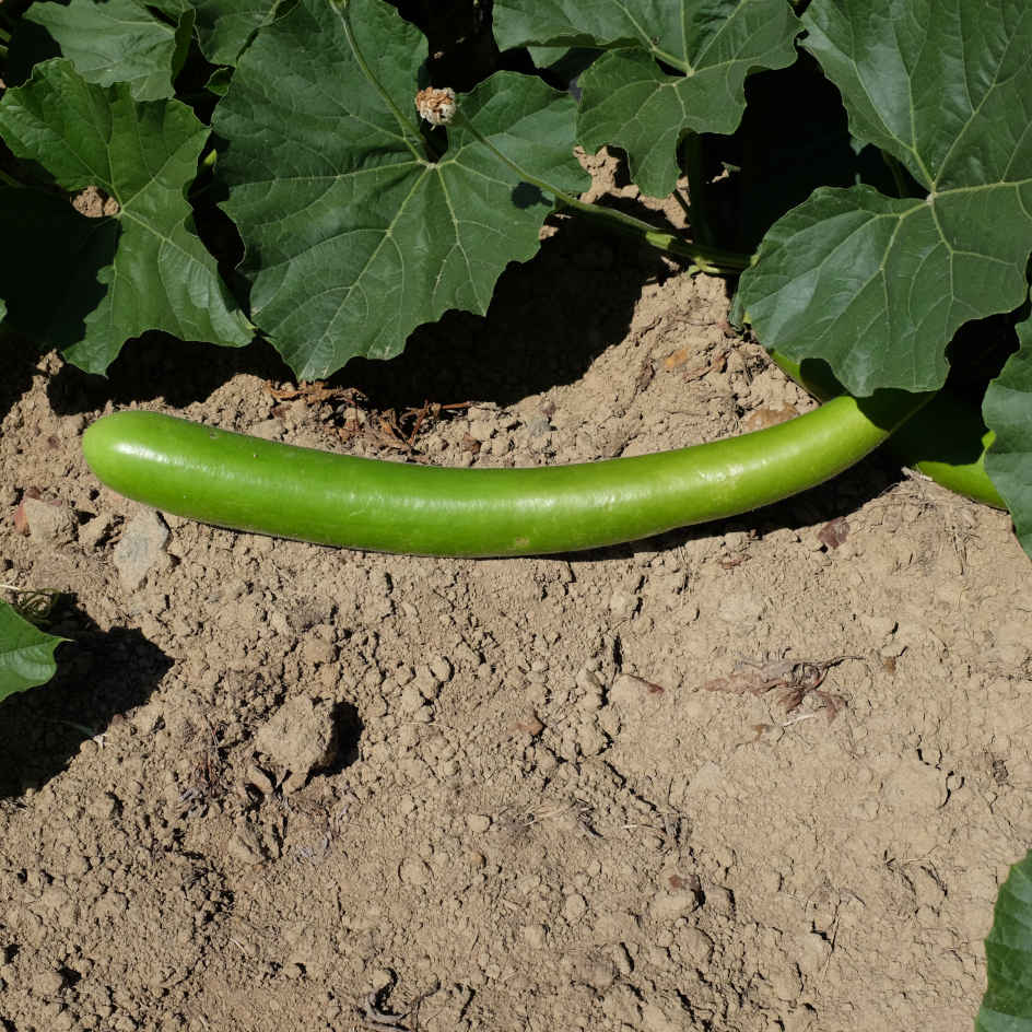 la-bo-te-graines-gourde-cucuzzi-bio-graines-italienne-comestible image 1