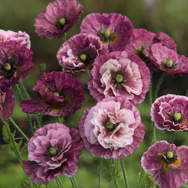 ferme-de-sainte-marthe-pavot-pandora-graines-fleurs-bio-annuelles image 1