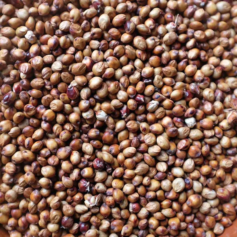 la-bo-te-graines-sorgho-iowa-sweet-graines-l-gumes-bio-rare image 1