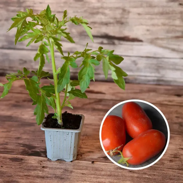 ferme-de-sainte-marthe-plants-bio-tomate-roma-plant-bio image 1