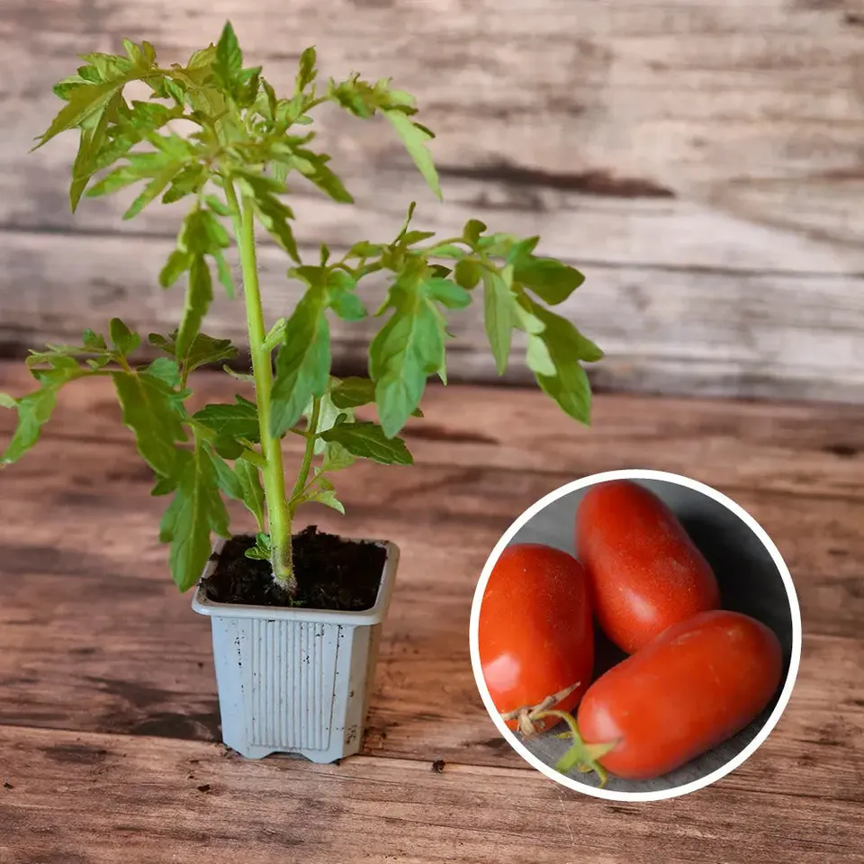 ferme-de-sainte-marthe-plants-bio-tomate-roma-plant-bio image 1