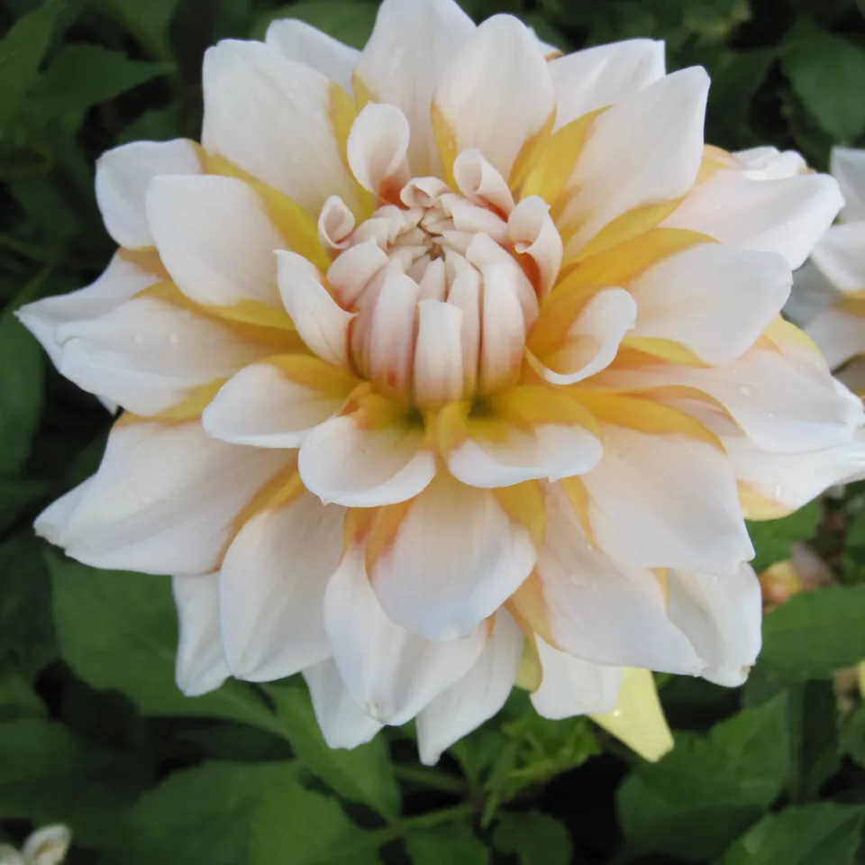 ferme-de-sainte-marthe-seattle-bulbe-dahlia-rose-pot-massif image 1
