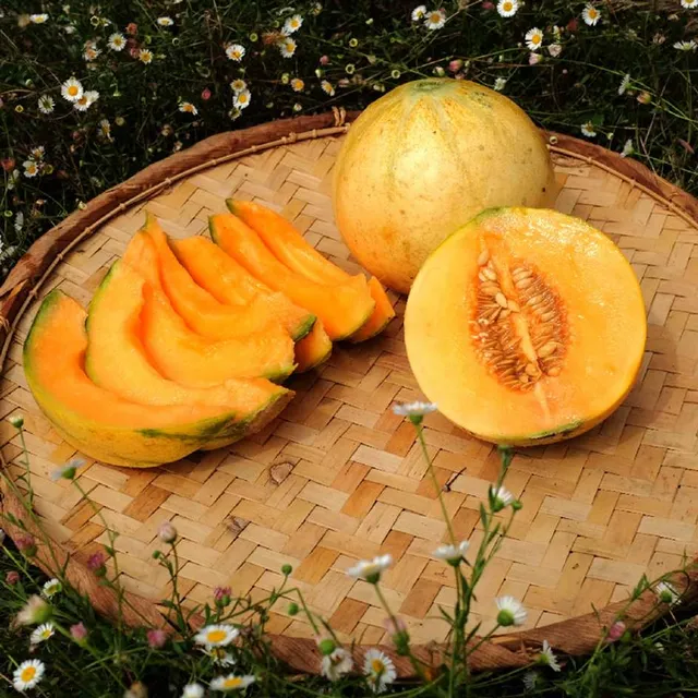 la-bo-te-graines-melon-cantaloup-orlinabel-graines-bio-sucr image 1