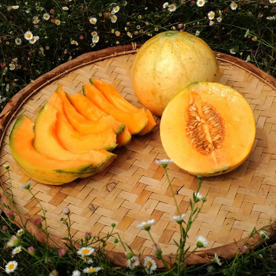 la-bo-te-graines-melon-cantaloup-orlinabel-graines-bio-sucr image 1