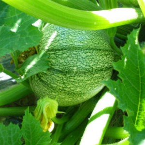 la-bo-te-graines-courgette-ronde-de-nice-graines-bio image 4