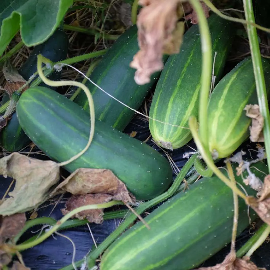 la-bo-te-graines-concombre-le-g-n-reux-graines-l-gumes-bio-productif image 1