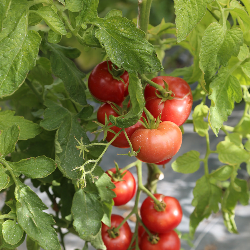 ferme-de-sainte-marthe-tomate-redfield-beauty-graines-potag-res-bio image 3