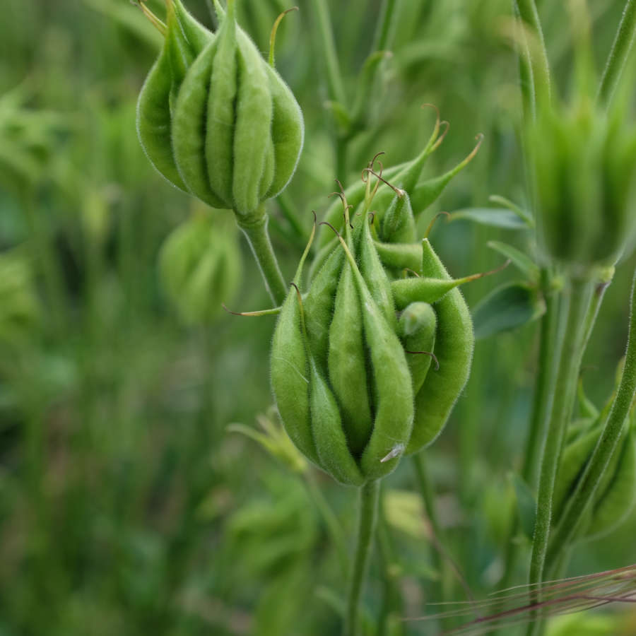 la-bo-te-graines-ancolie-green-apple-graines-fleurs-bio-rustique image 5