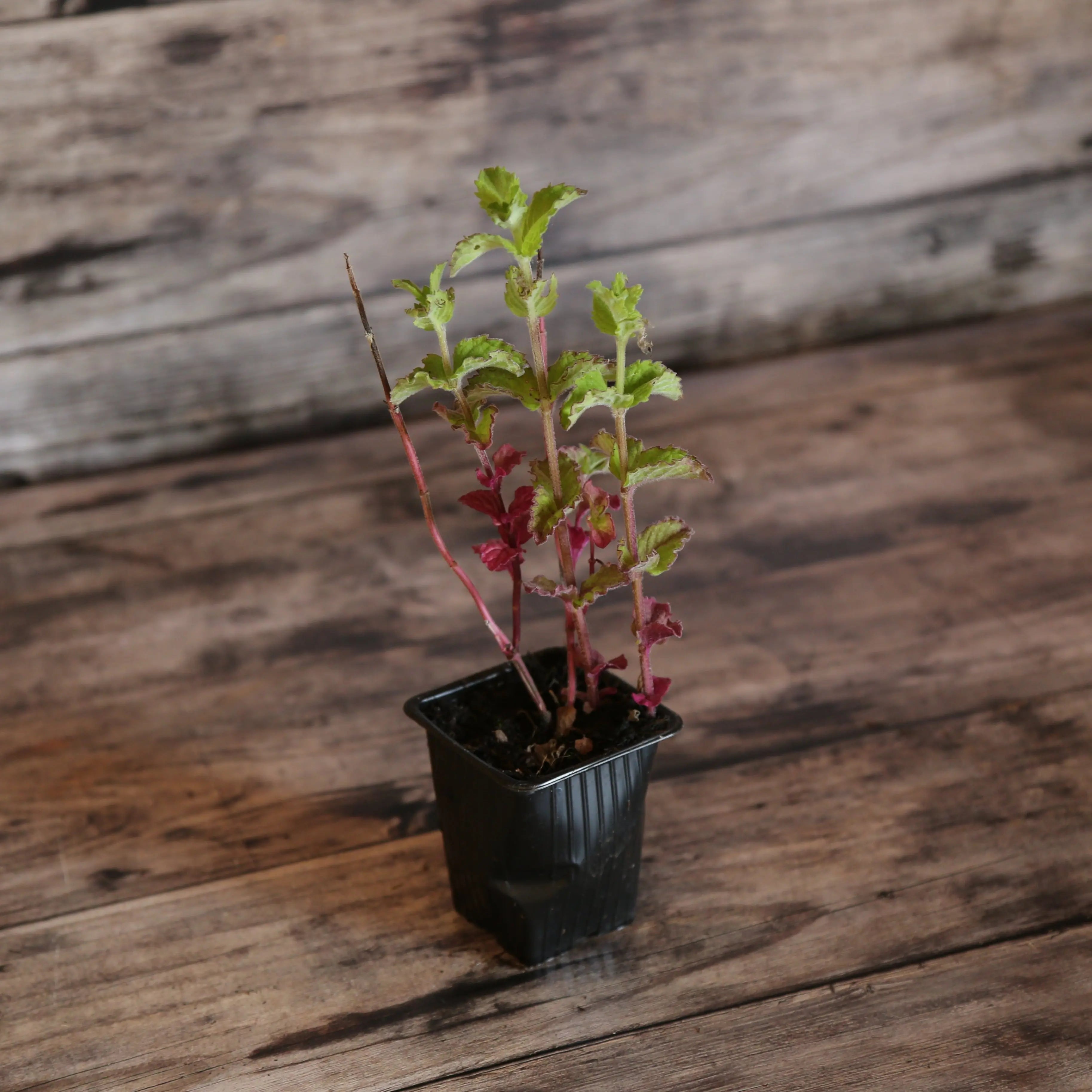 ferme-de-sainte-marthe-s-lection-menthes-l-eau-plants-aromatiques-bio image 4