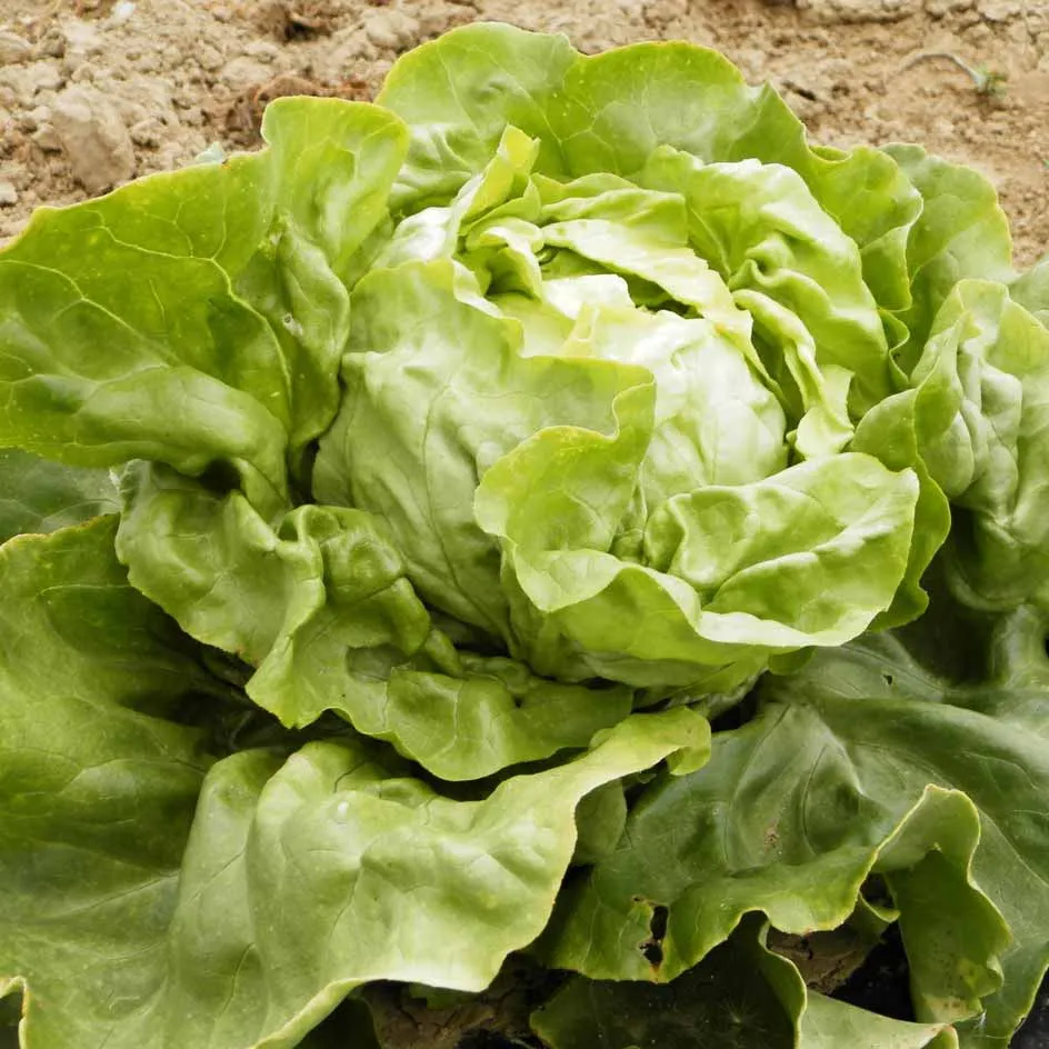 la-bo-te-graines-graines-l-gumes-divina-laitue-pomm-e-bio image 1