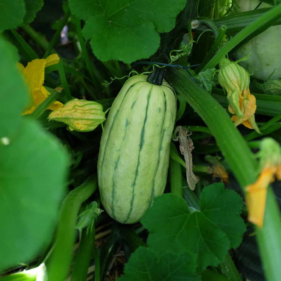 la-bo-te-graines-courge-delicata-bio-graines-l-gumes-sucr-e image 5