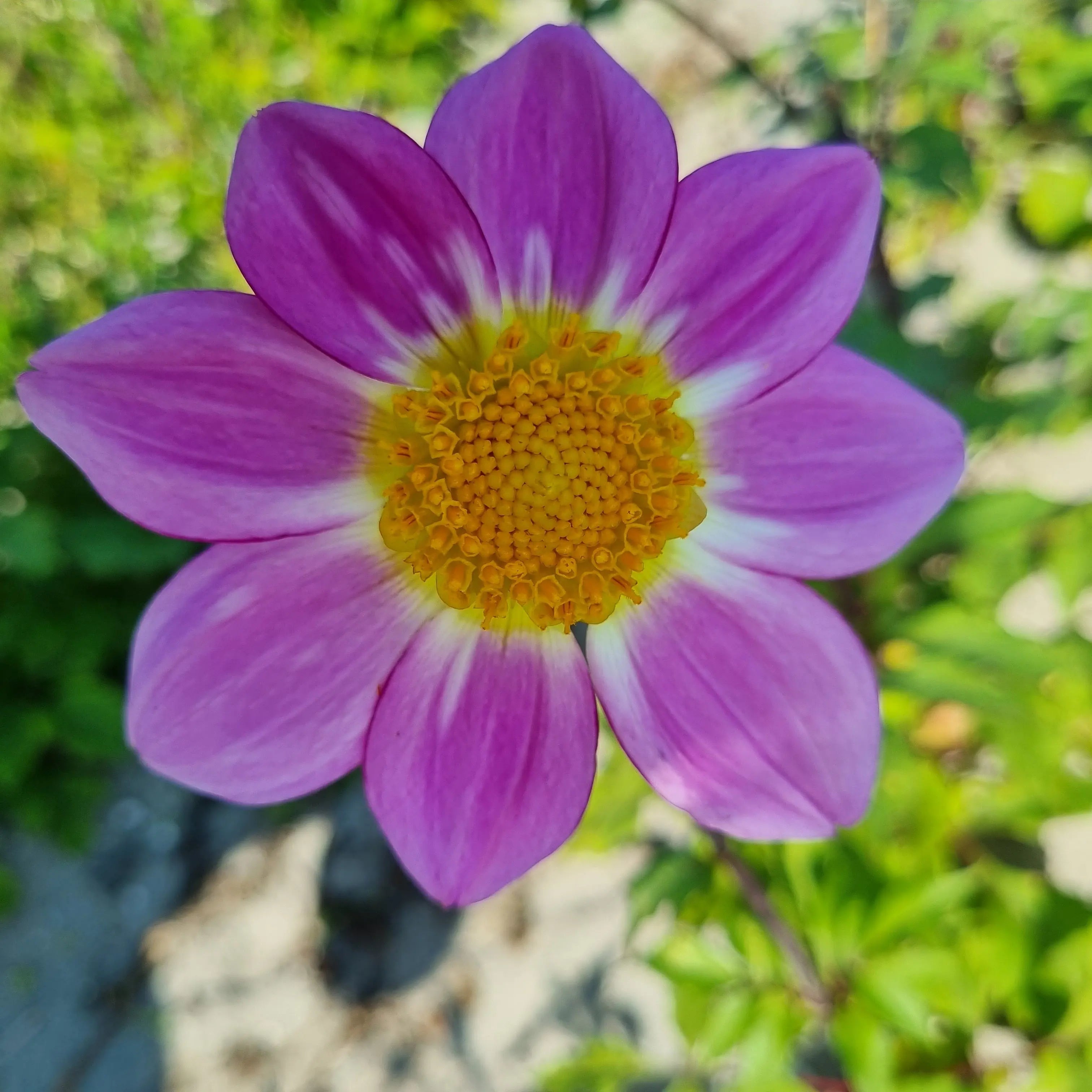 ferme-de-sainte-marthe-dahlia-sweetheart-bulbe-rose-bio image 1