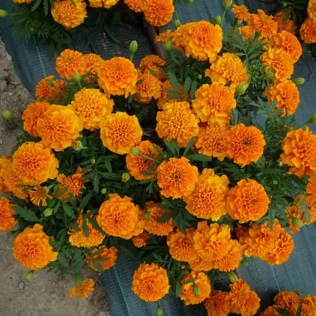 ferme-de-sainte-marthe-tagetes-erecta-illet-d-inde-graines-bio image 1