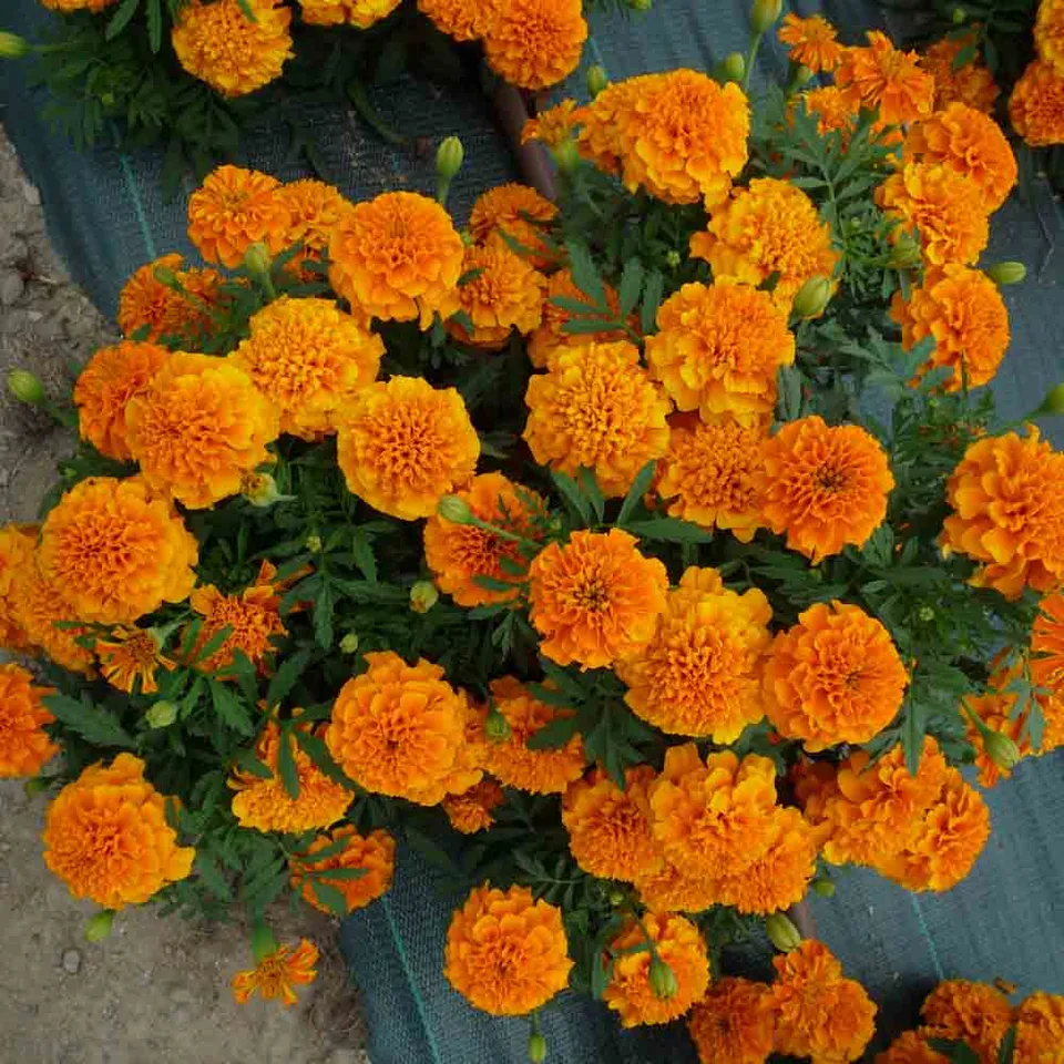 ferme-de-sainte-marthe-tagetes-erecta-illet-d-inde-graines-bio image 1