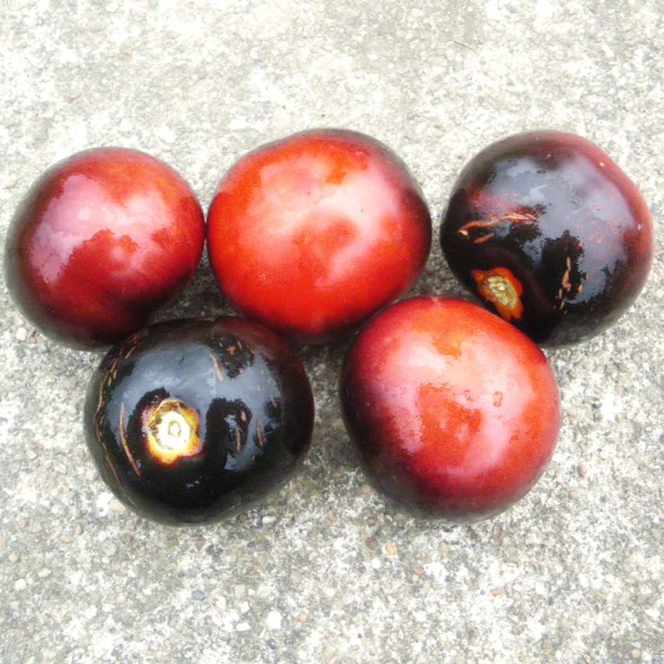 la-bo-te-graines-indigo-rose-graines-de-tomate-bio image 2