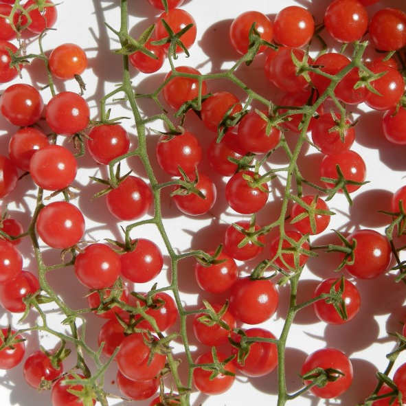 la-bo-te-graines-tomate-petit-moineau-bio-graines-groseille-sucr-e image 4