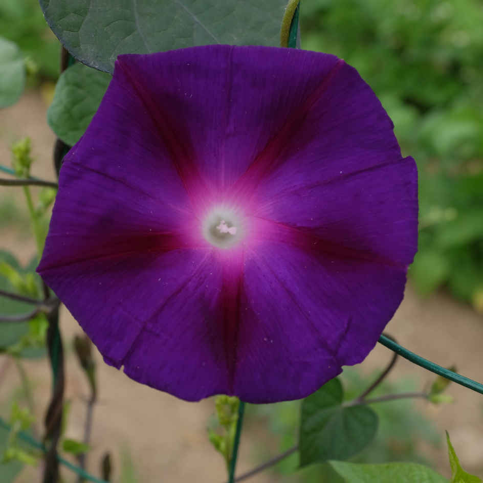 la-bo-te-graines-ipom-e-knowlian-s-black-graines-bio-violette image 5