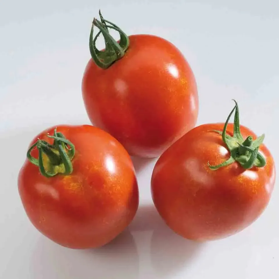 ferme-de-sainte-marthe-rio-grande-graines-de-tomates-bio-roma image 1