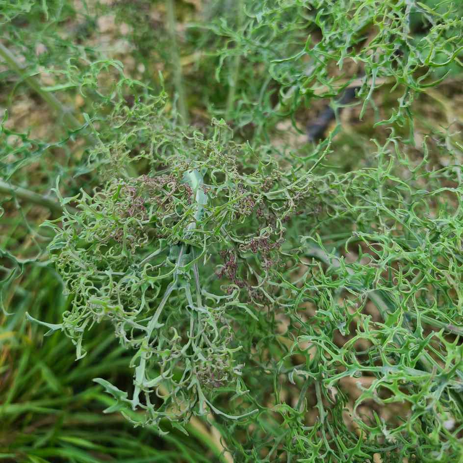 la-bo-te-graines-graines-l-gumes-chou-kale-bear-necessities-bio-fris image 2