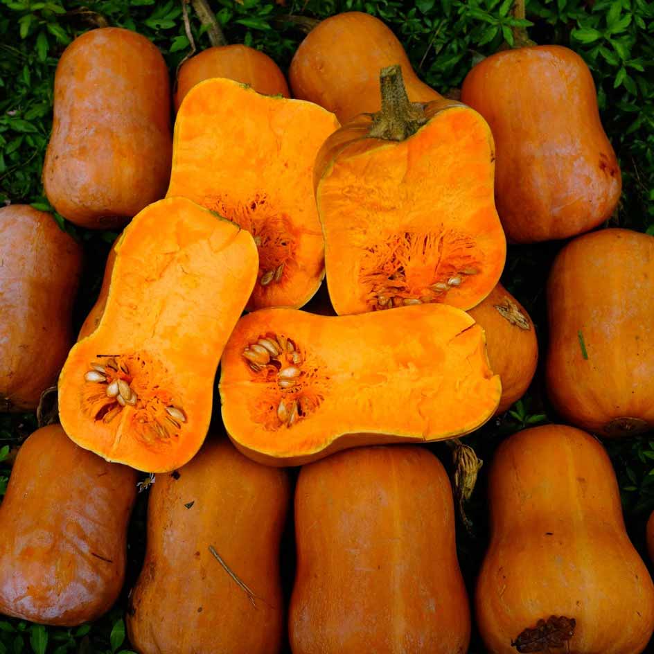 la-bo-te-graines-honeynut-graines-courge-bio-sucr-e image 1