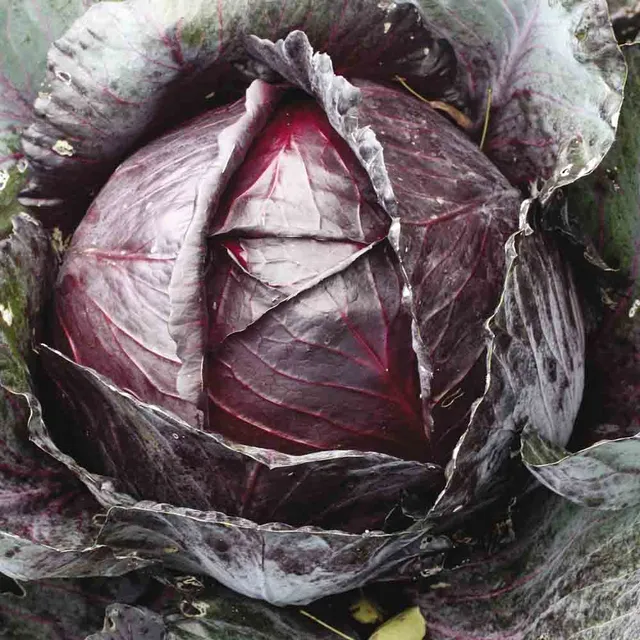 ferme-de-sainte-marthe-chou-cabus-rouge-t-te-noire-3-graines-bio image 1