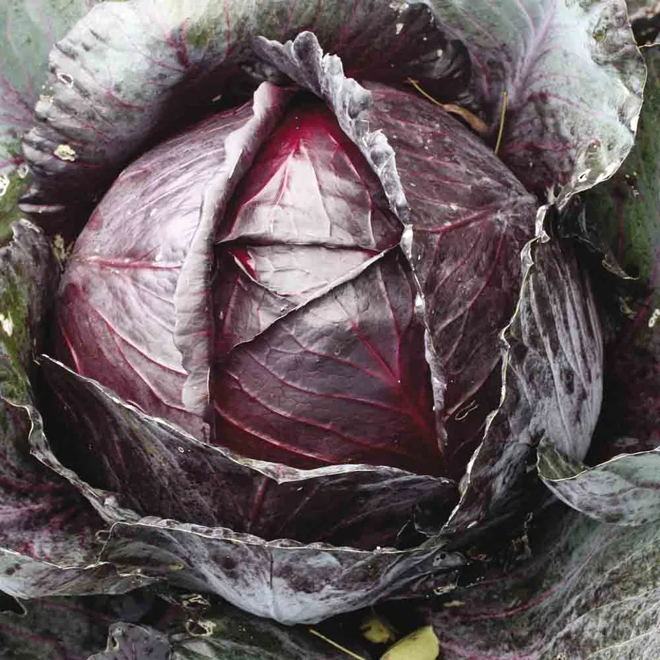 ferme-de-sainte-marthe-chou-cabus-rouge-t-te-noire-3-graines-bio image 1