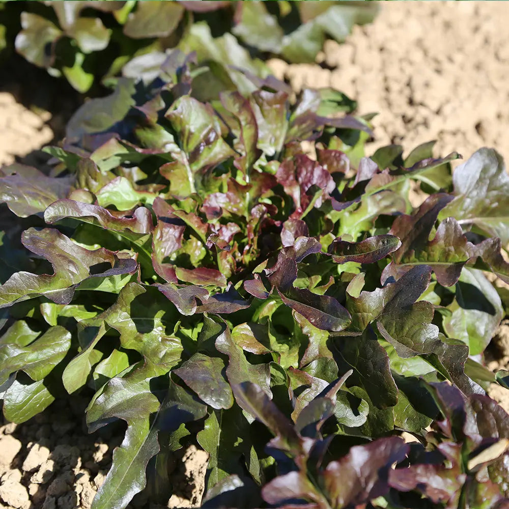 ferme-de-sainte-marthe-laitue-celtuce-hongyeyoumai-graines-bio-sachet image 1