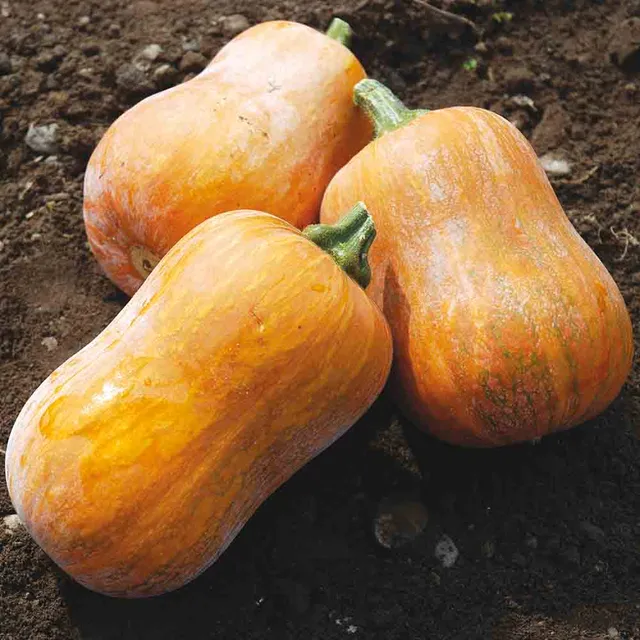 ferme-de-sainte-marthe-honeynut-courge-musqu-e-bio-butternut image 1