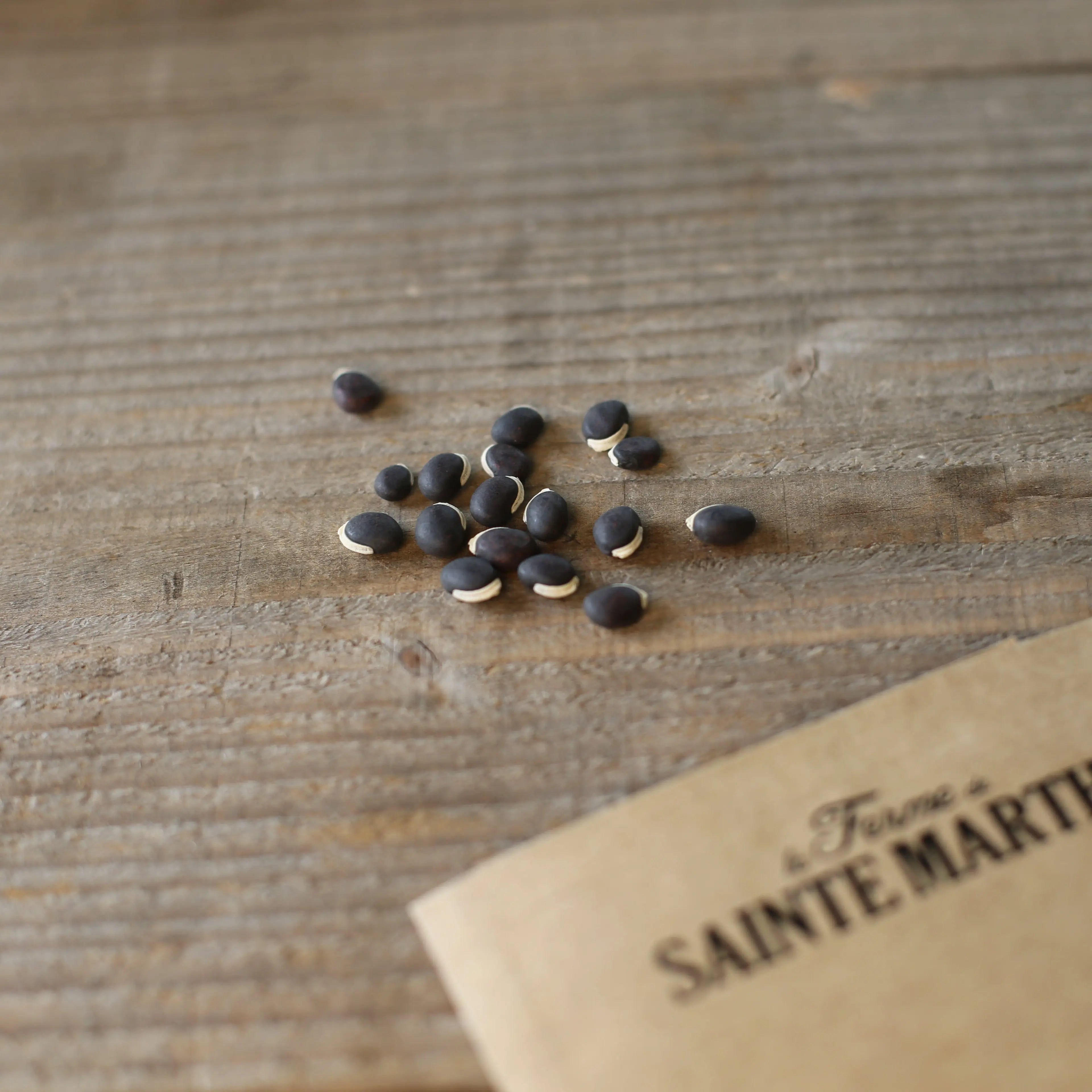 ferme-de-sainte-marthe-dolique-ruby-moon-graines-grimpante-bio image 2