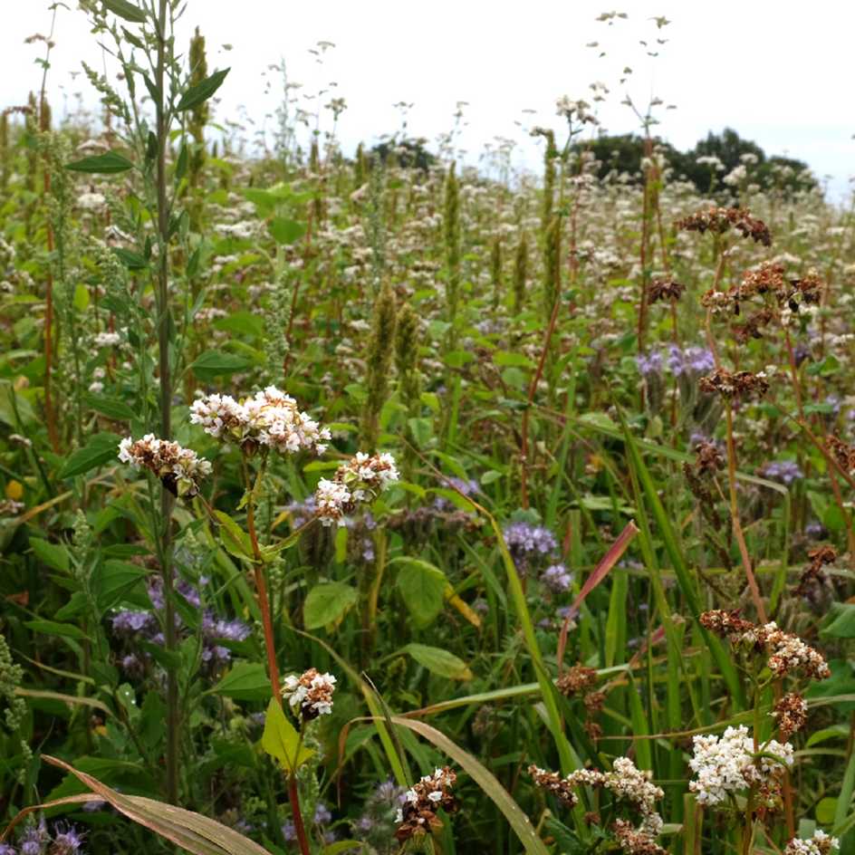 la-bo-te-graines-sarrasin-la-harpe-bio-engrais-vert image 2