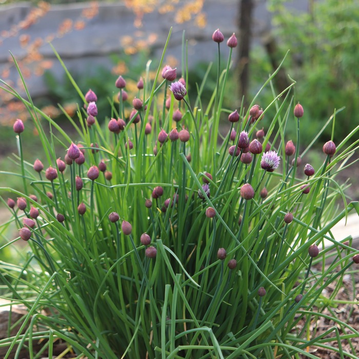 les-semences-de-l-ombelle-ciboulette-commune-bio-graines-aromatiques image 3