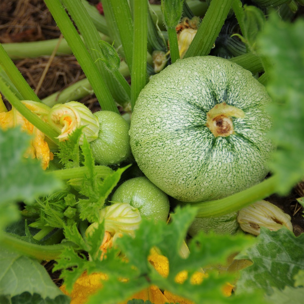 les-semences-de-l-ombelle-courgette-nice-graines-bio-ronde image 1