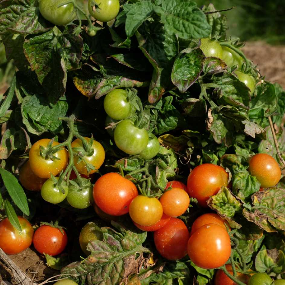 la-bo-te-graines-tomate-robin-rouge-bio-graines-potag-res-pot image 3