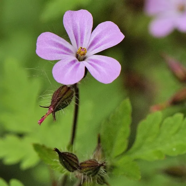 la-bo-te-graines-herbe-robert-graines-fleurs-bio-rose image 1