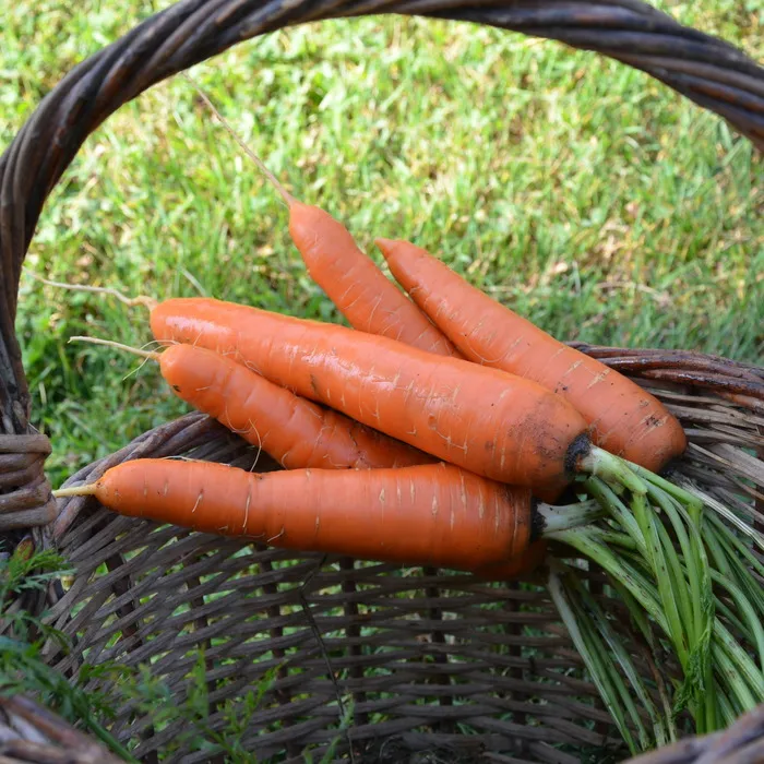les-semences-de-l-ombelle-carotte-nantaise-dolciva-graines-bio-120-jours image 1