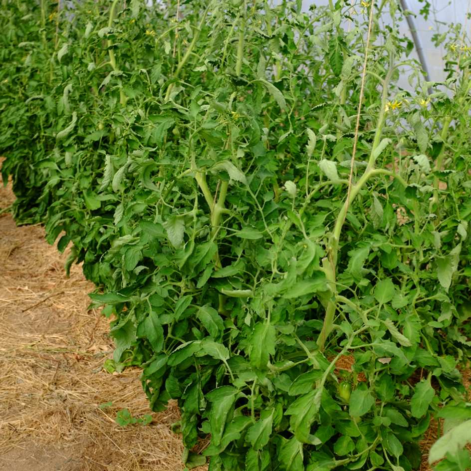 la-bo-te-graines-cornue-des-andes-graines-tomate-bio image 4