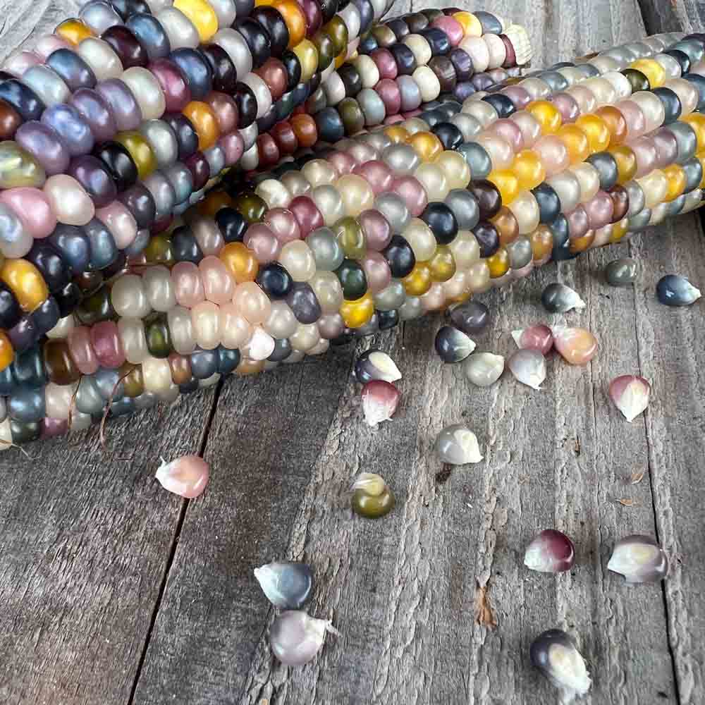 ferme-sainte-marthe-glass-gem-ma-s-pop-corn-bio-multicolore image 1