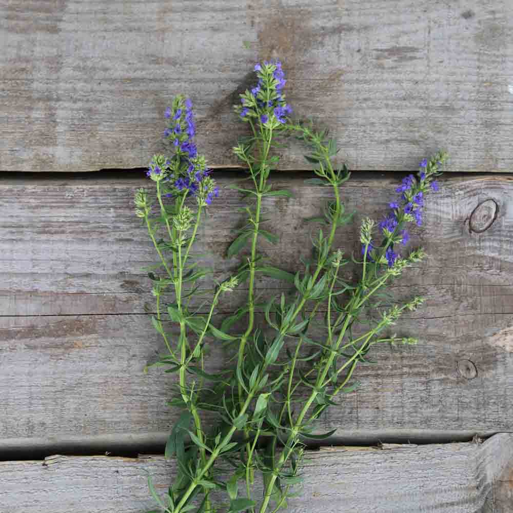 ferme-sainte-marthe-hysope-graines-aromatiques-bio-vivace image 4