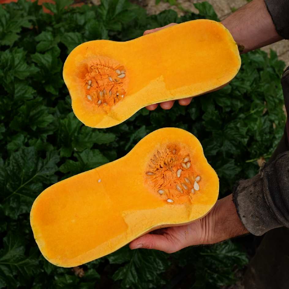 la-bo-te-graines-courge-butternut-graines-l-gumes-bio-sucr-e image 2
