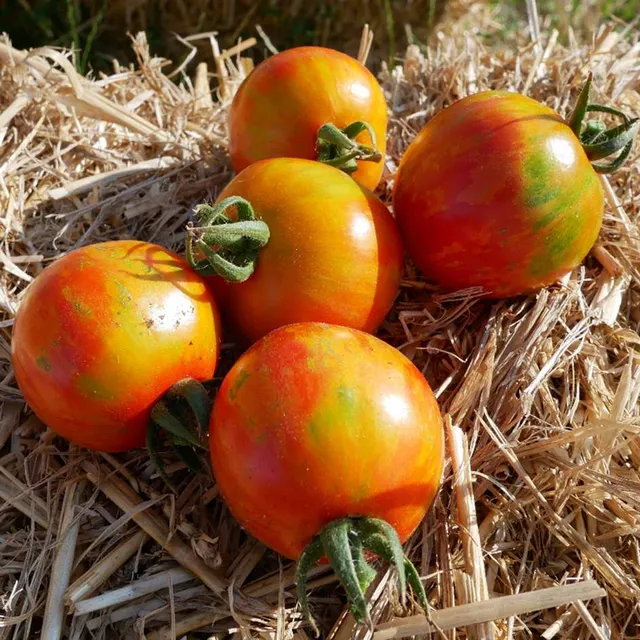 la-bo-te-graines-tomate-red-zebra-graines-bio image 1