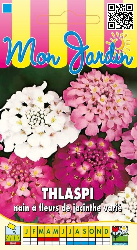 graines-bocquet-thlaspi-nain-jacinthe-vari-graines-fleurs-2-g image 1