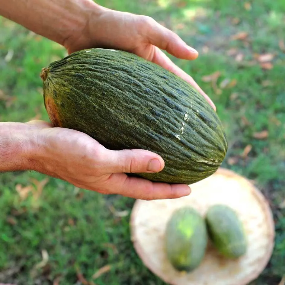 la-bo-te-graines-melon-piel-de-sapo-bio-graines-potager-de-garde image 1
