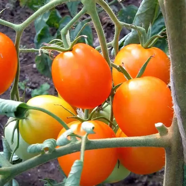 ferme-de-sainte-marthe-auriga-graines-de-tomates-bio-orange image 1