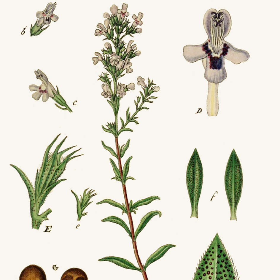 la-bo-te-graines-sarriette-montagnes-graines-bio-vivace image 3