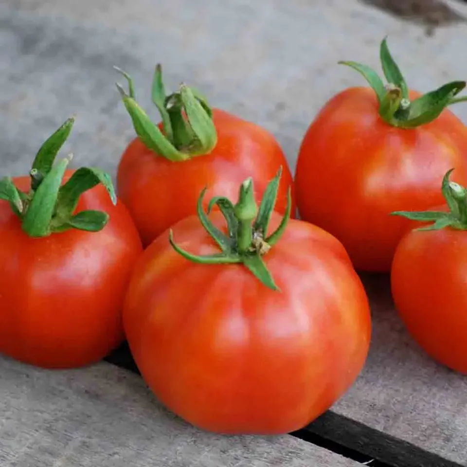 ferme-de-sainte-marthe-p-che-graines-tomate-bio-sachet-mi-saison image 1