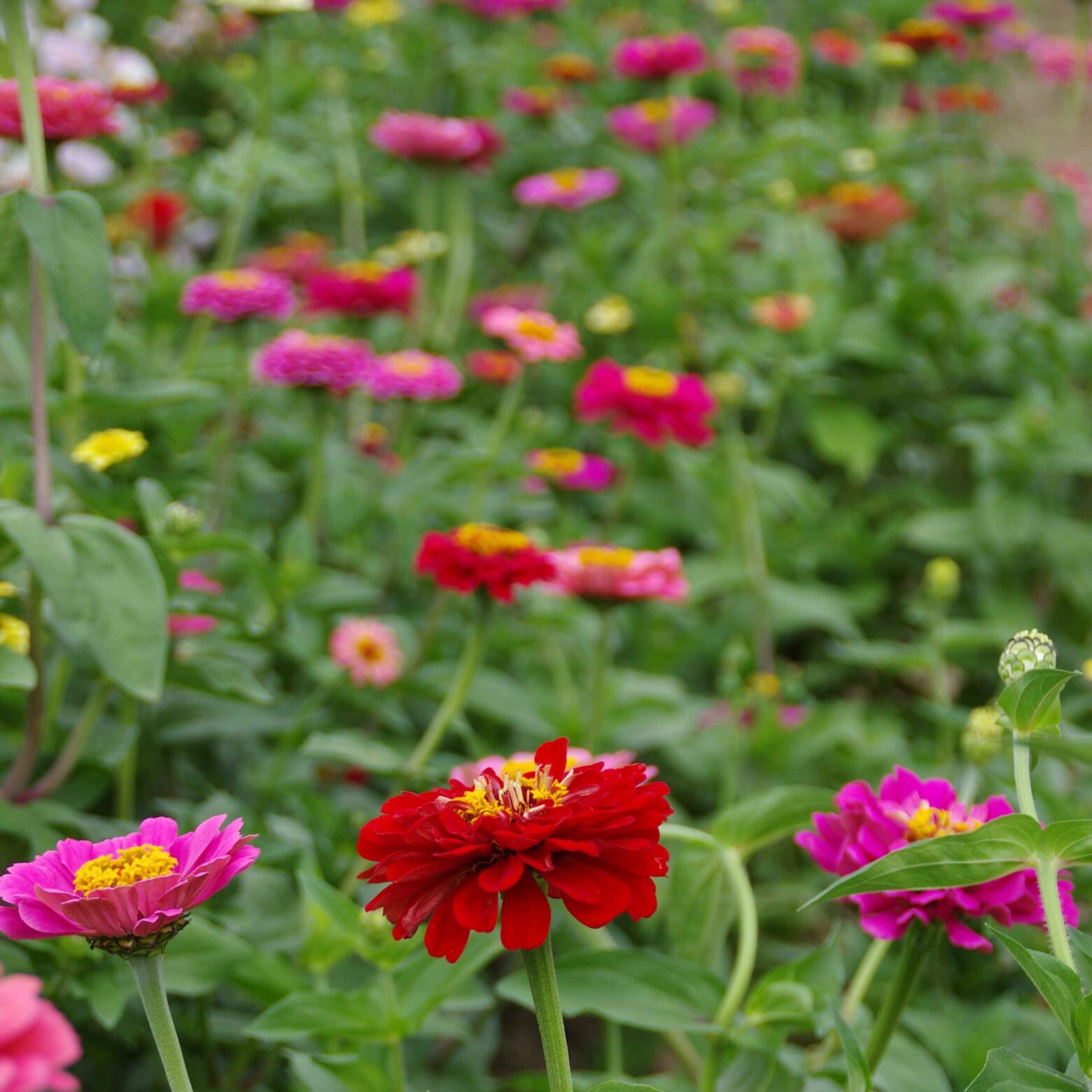 les-semences-de-l-ombelle-zinnia-en-m-lange-bio-graines image 2
