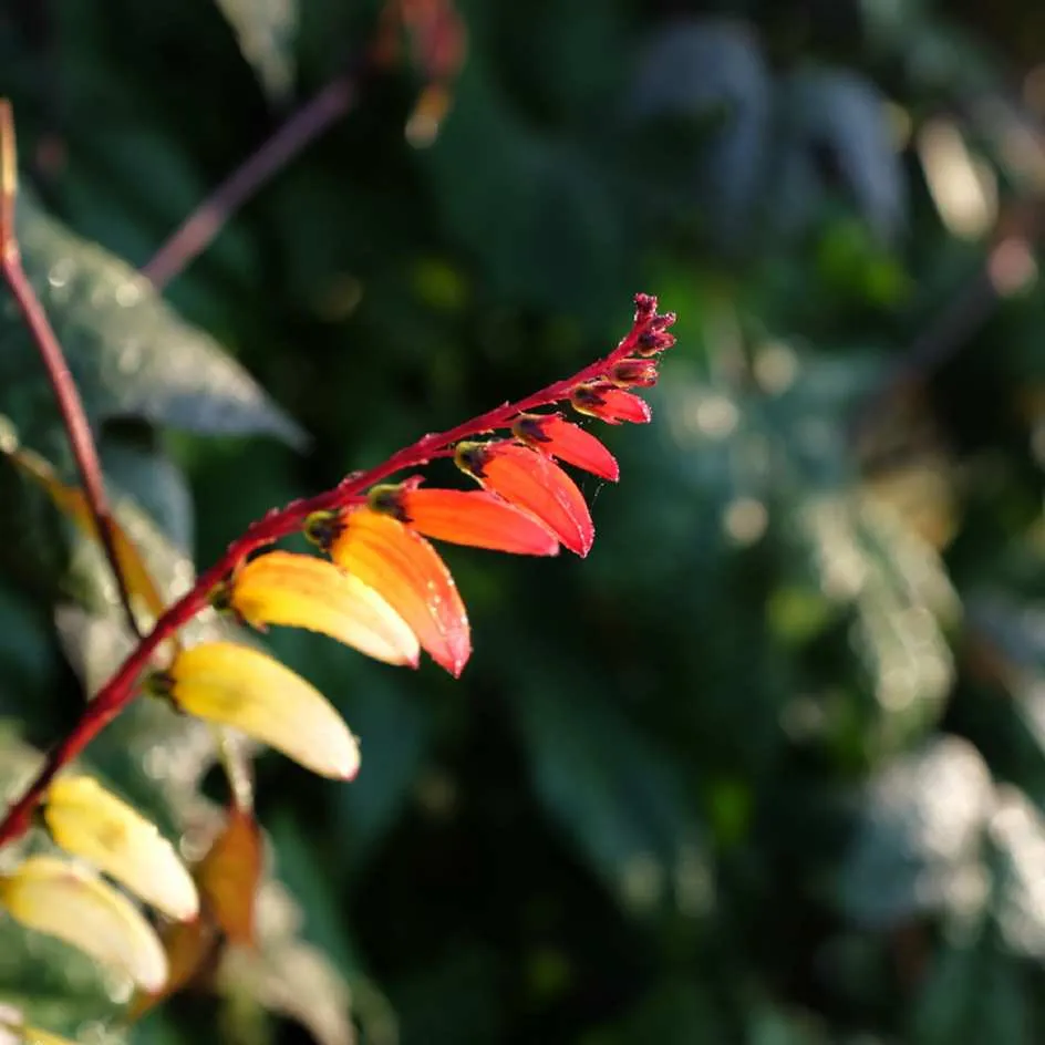 la-bo-te-graines-exotic-love-graines-mina-lobata-bio image 1