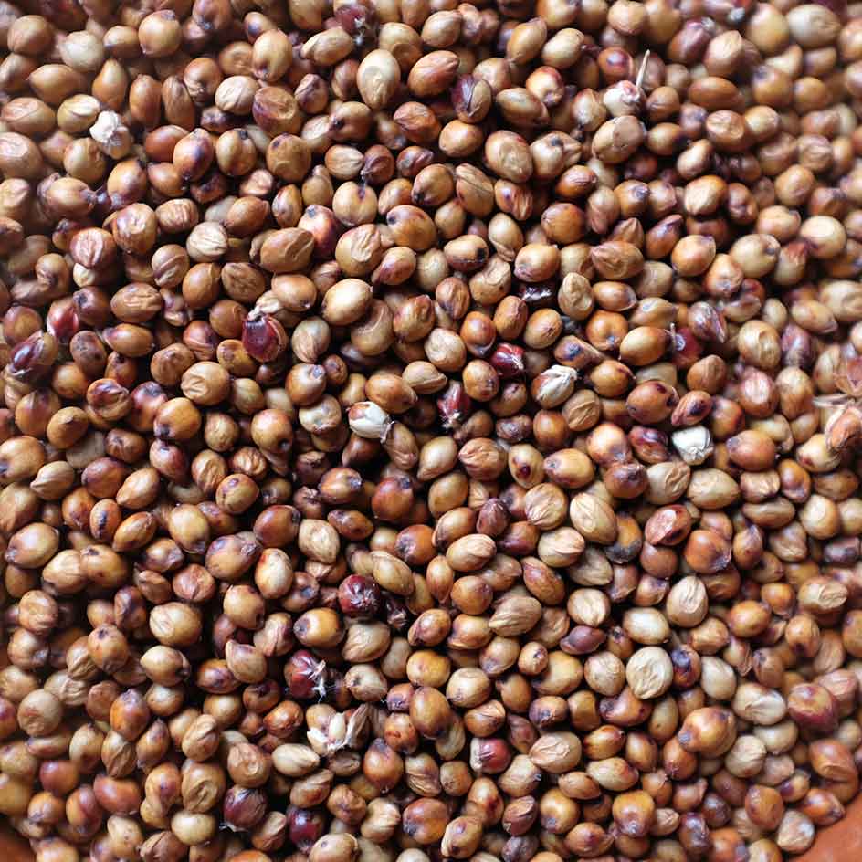 la-bo-te-graines-sorgho-iowa-sweet-graines-l-gumes-bio-rare image 1